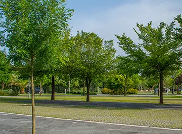 Avenue Trees